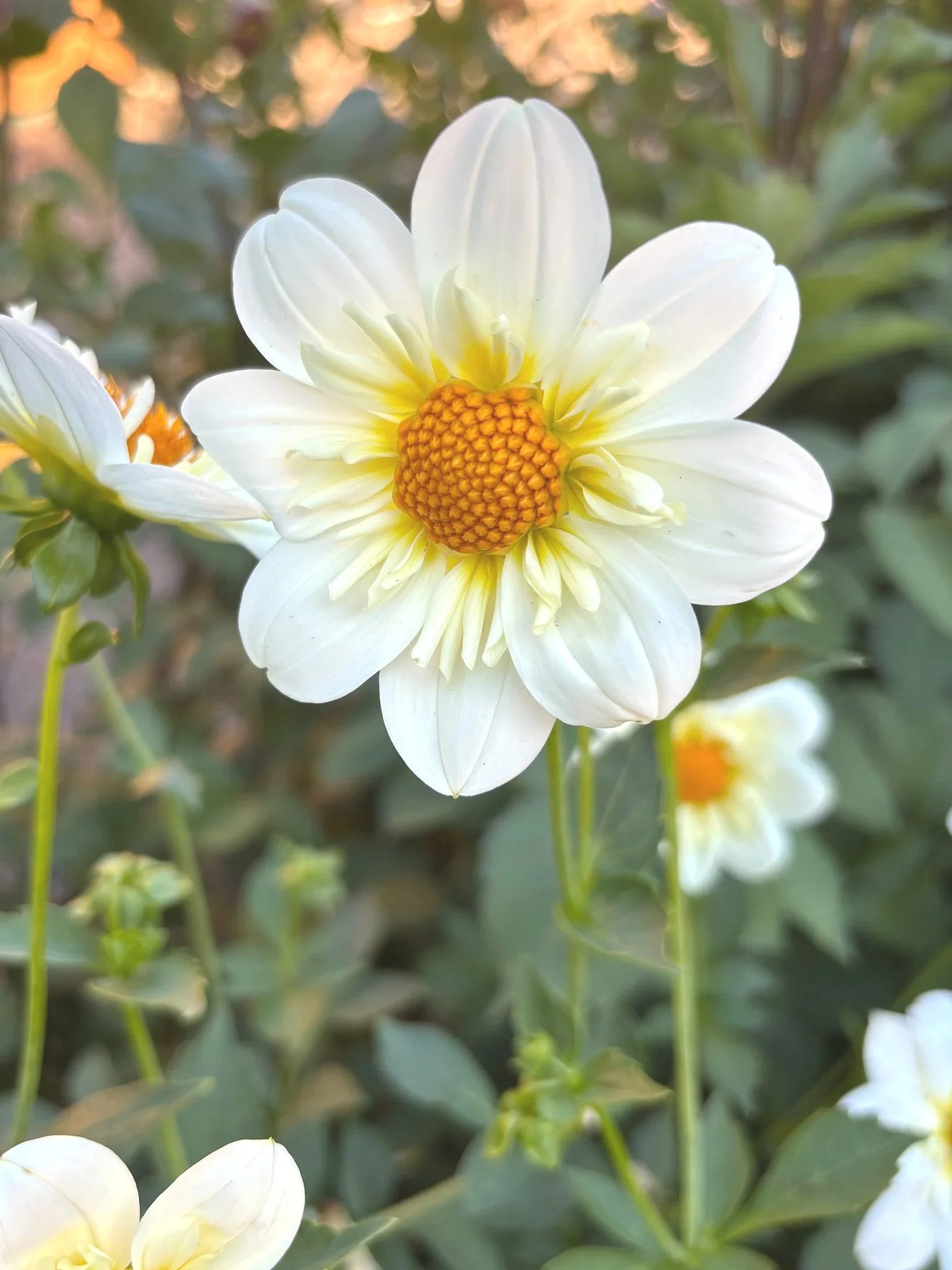 Dahlia : Alpen Cherub — ciderpress lane